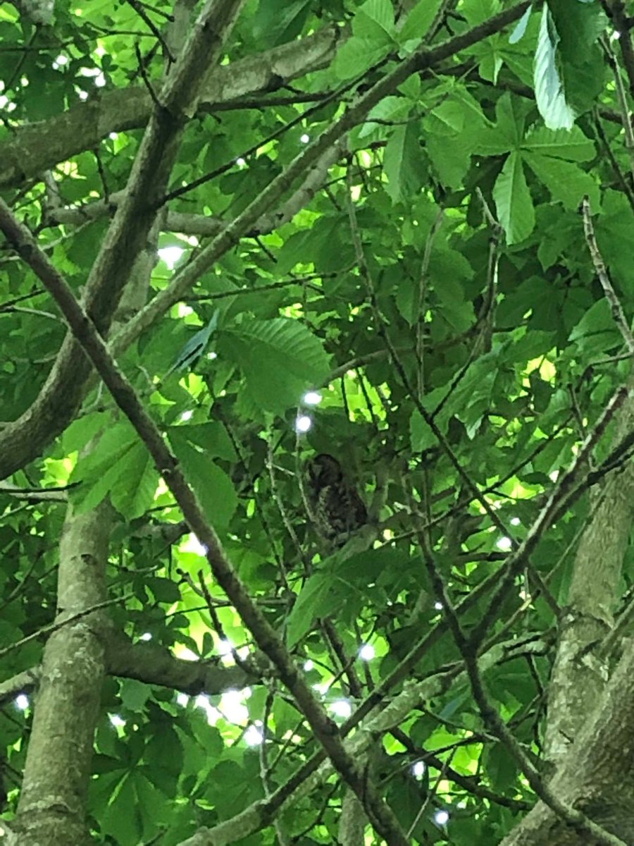 WalburgaSchool's tweet photo. Little owl spotting to begin running club this evening! #twittwoooo #scienceandsport @csptsa @DioecesisLoiden @bcw_cat https://t.co/yi7dRNToTh
