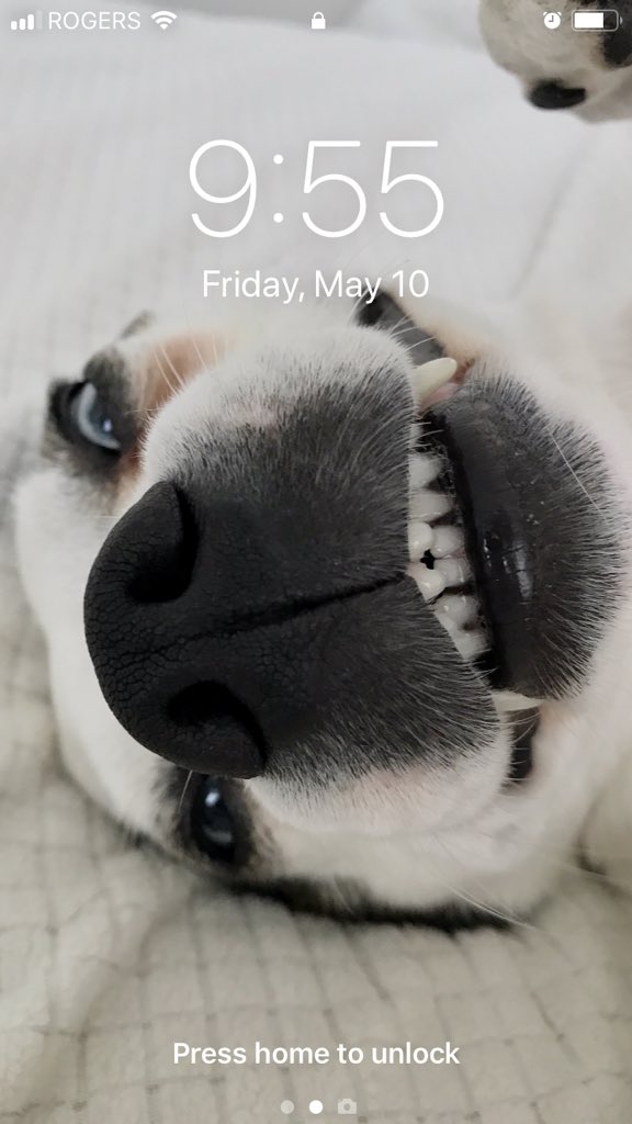 jaymegalloway's tweet photo. @WellsAdams Heck ya.  Close up of her chiclets - iPhone camera 👌🏻 my dog-child “Reiko” https://t.co/okmQrnJEun