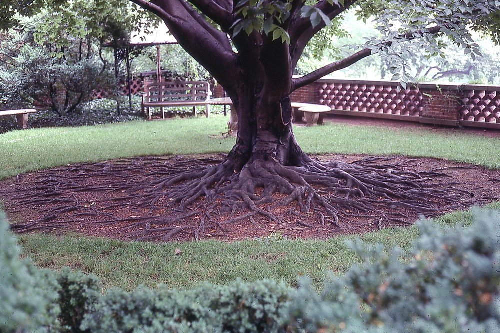 Have a tree with annoying surface roots?  Don't fight it.  Embrace it!  Make those roots part of your tree's beauty, as Dumbarton Oaks in Washington, D.C. has done with this large oak.   #TreeRoots   #LandscapeTrees  #Trees