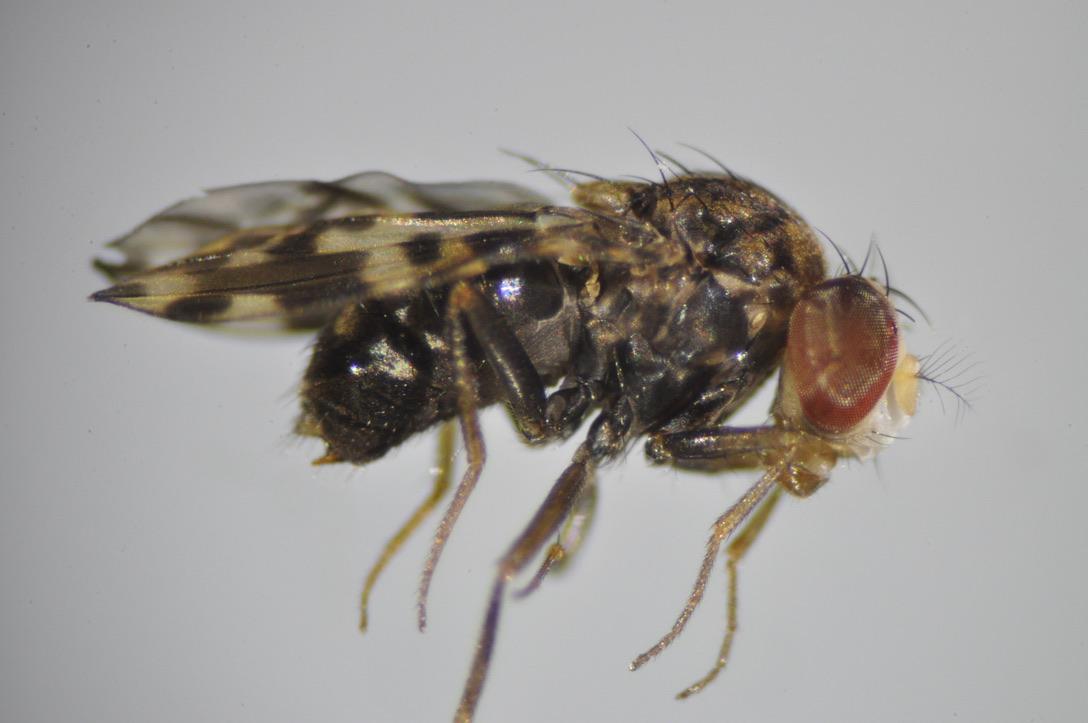 Hoosierflyman's tweet photo. One of the prettiest #Drosophila we caught in St. Vincent didn't survive very long though. She's probably D. calloptera. Thanks to @MarcusStensmyr for help with the ID. #YearOfTheFly #Seabbatical https://t.co/AQKeWJ6wVH