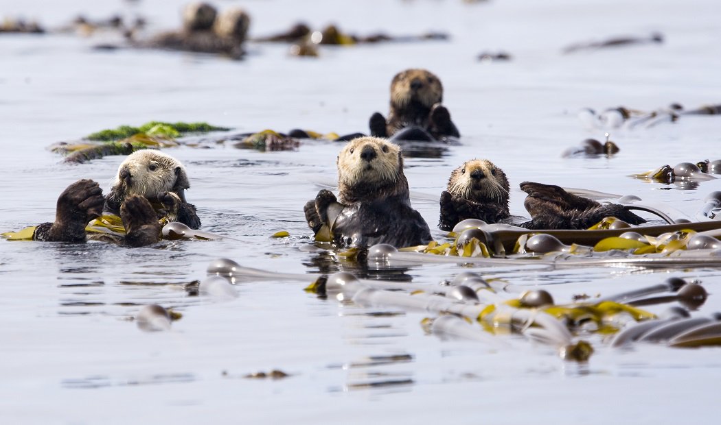Did you know that Port Alice is the Sea Otter Capital of Canada?
Boomer Jerritt photo
ow.ly/XfSQ50rfLvT

#gonorthisland #portalice #seaotters #explorevancouverisland