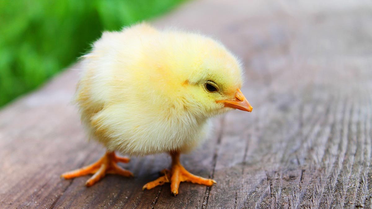 mabreairsystems's tweet photo. 3/3: While still maintaining a 90%+ fuel efficiency, reducing heating costs, Mabre controls the air and litter quality, reducing heat and feed costs, better weight gain ratios, building a healthier bird with a strong immunity – all with using hot, dry forced air! https://t.co/BwnqydMtux