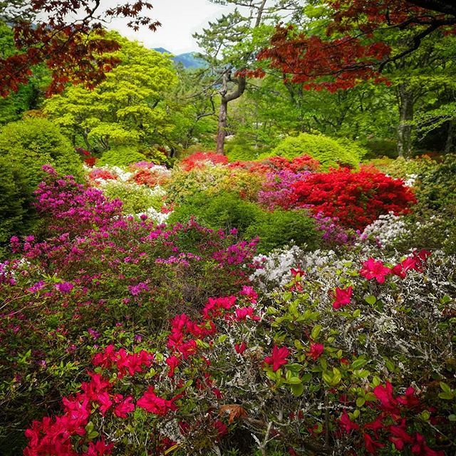 naoki_fksw_'s tweet photo. #庭 #つつじ #小涌谷 #花 #flower #箱根 #hakone #kowakudani #azalea #p10lite #huaweip10lite #神奈川 #kanagawa #散歩 #walking #park #flowers #庭園 https://t.co/LO3BN3i9Ax