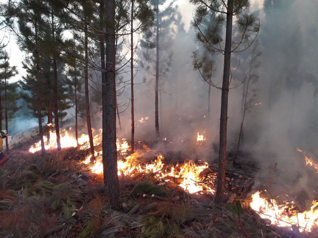 sis_2b's tweet image. #Expertise 🔥
Opération de Brûlage dirigé à l&apos;initiative de @ONF_Officiel, hier en forêt territoriale, sur la commune de #Bastelica avec la participation de la cellule emploi du feu du @sdis2b @sdis2a 👨‍🚒 et les moyens des #FORSAP, #UIISC5  et @IsulaCorsica 👌