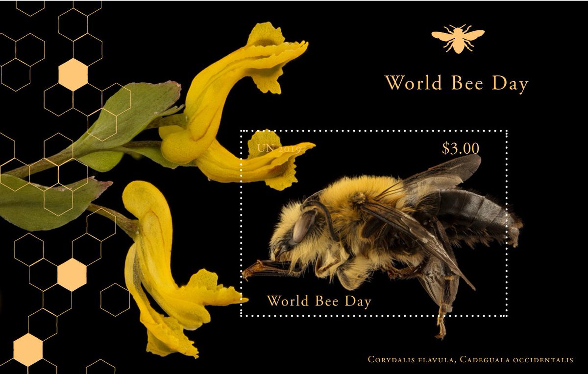 apimondia's tweet photo. The #UN postal administration will issue 3 stamps showcasing bees and flowers to celebrate #WorldBeeDay!

#Bees and other pollinators play a crucial role in increasing crop yields and promoting food security and nutrition.

📩 https://t.co/FywC48LDw7

#savethebees #Stamps 🐝 https://t.co/VXYDScemlh