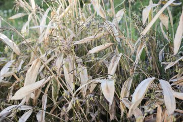 笹 ササ の花が咲くのは何かの兆候 花にまつわる言い伝えも紹介 Botanica