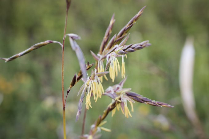 笹 ササ の花が咲くのは何かの兆候 花にまつわる言い伝えも紹介 Botanica