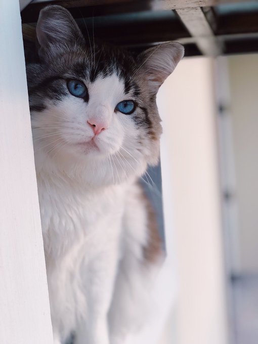 Pepito é mto lindo ?✨ https://t.co/9J1AUJNbBB