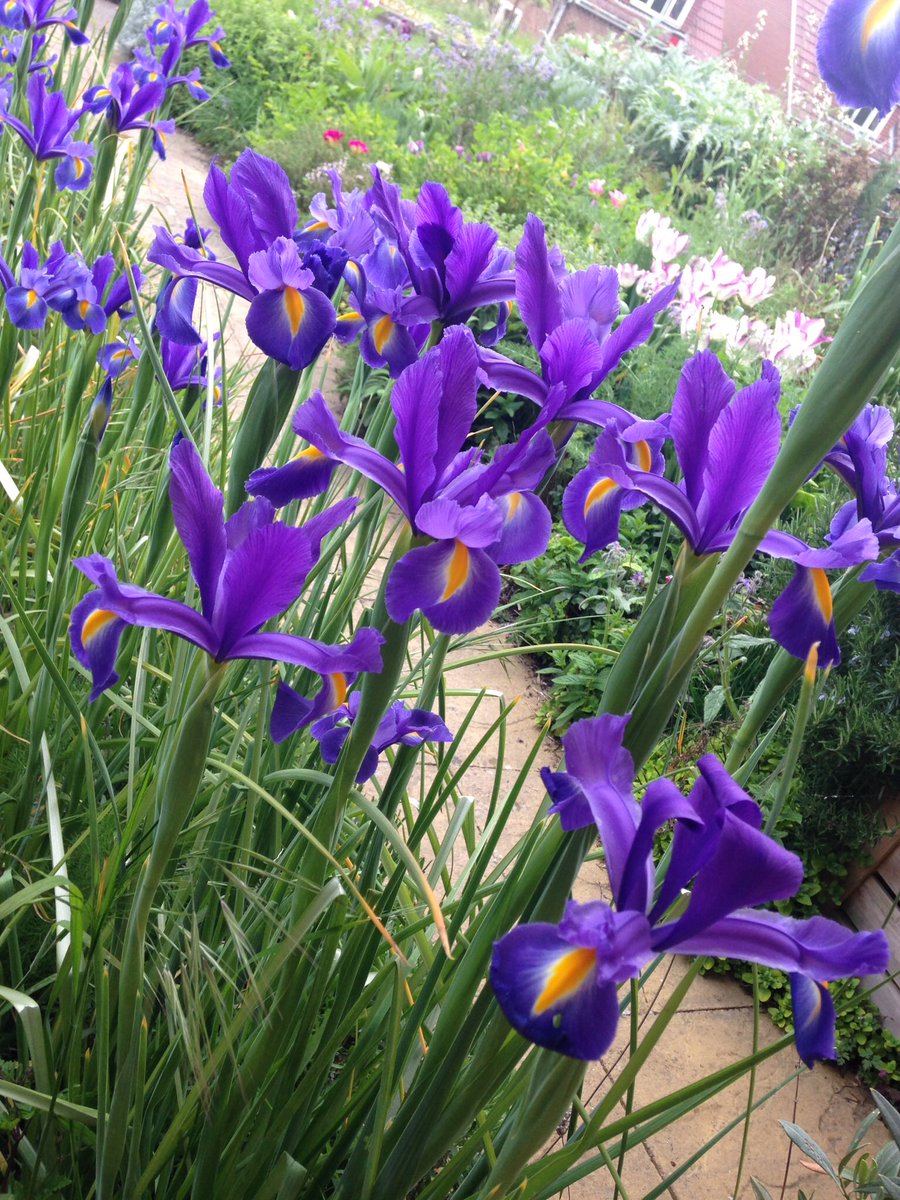 Can’t compete with Monty’s tulips but my irises are a sight for sore eyes at the moment! #GardenersWorld #RHSMalvern