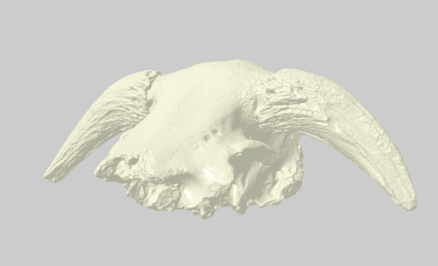 MorphoSource's tweet photo. Over 50 #fossils have been contributed by @DrexelUniv (https://t.co/s0GQhonoPp) including material from a #giantgroundsloth that belonged to #ThomasJefferson and a late #pleistocene musk ox. More info on Drexelβs collection can be found here https://t.co/LxtV1spzQK. #FossilFriday https://t.co/lmwKNanOi2
