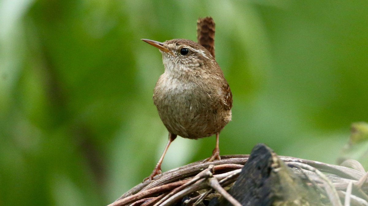 TopvanTexel's tweet photo. Tijdens een avondwandeling door Klein Profijt in #Rhoon, veel vogels gehoord, maar weinig gezien. Deze mooie #Winterkoning (Eurasian Wren) nam wel mooi de tijd voor een foto! @waarneming https://t.co/q2DO7T3ZdL