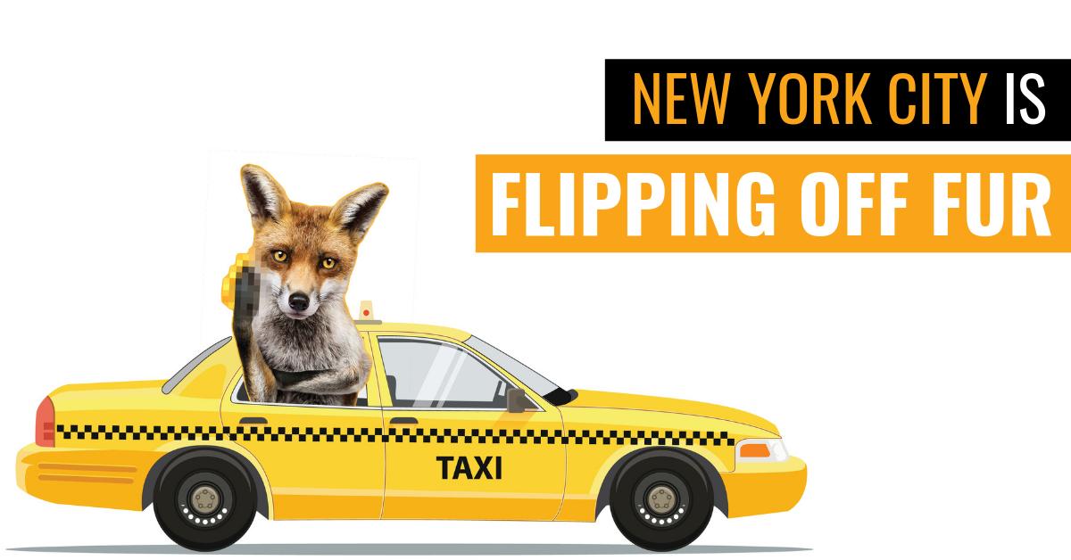 FoAorg's tweet photo. #Update: An overwhelming majority of #NYC residents support banning the sale of #fur apparel in the city, a new poll released Friday shows: https://t.co/n9AmMcW973 #FlipOffFur #FurFreeNYC https://t.co/W6mTemVw0T
