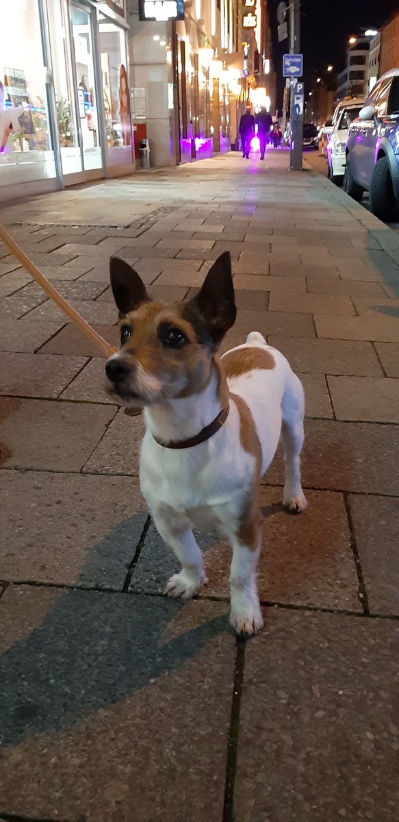 Just another Friday night for Rocky Reidy...on the streets of Munich #dogsoftwitter #travelingdogs