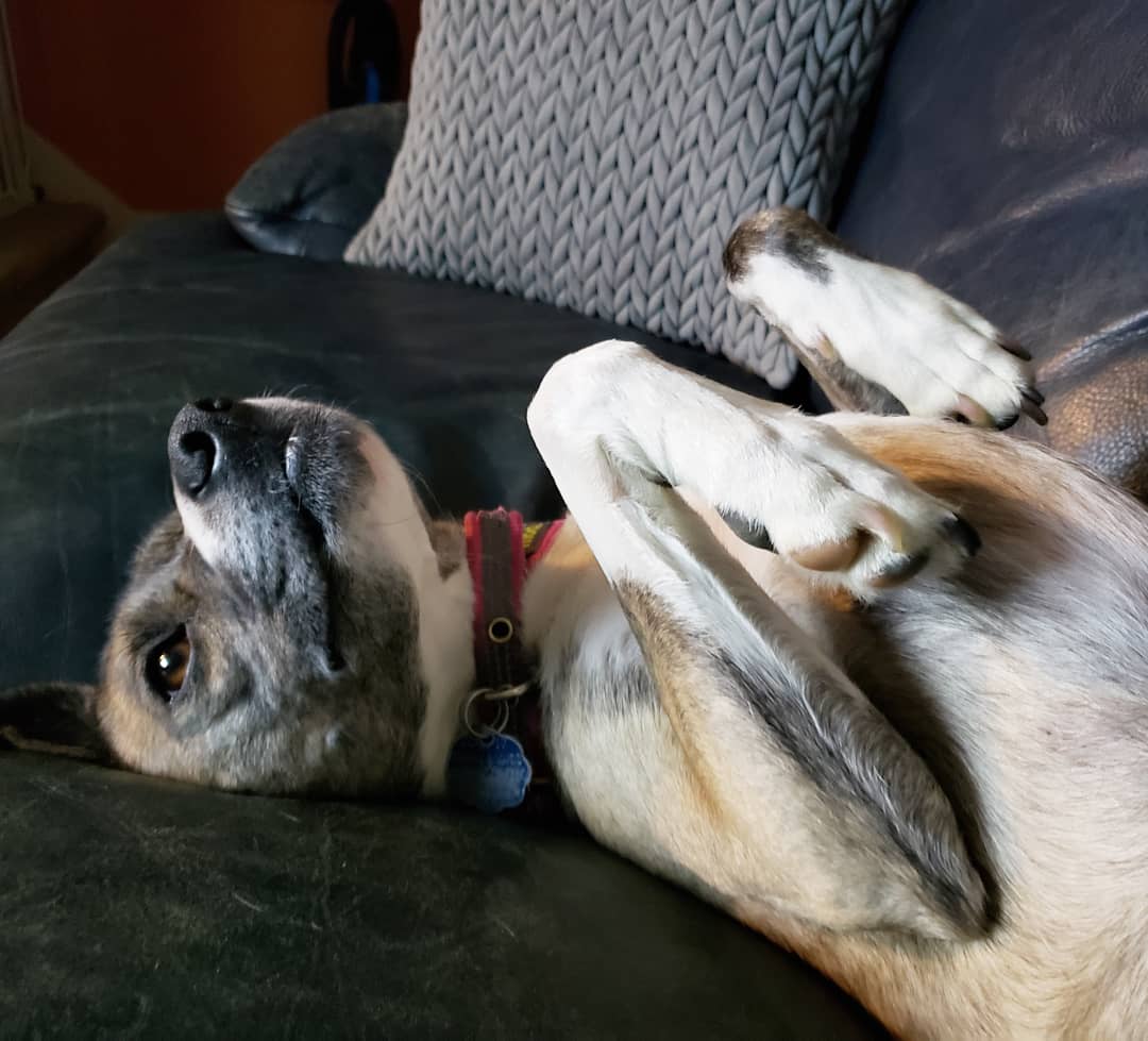 BigRagu75's tweet photo. Happy Birthday to my goofy little pal!! #birthday #dog #mypup #sweetgirl #mansbestfriend #funny #puppy #mixedbreed #happymutt #timetoparty https://t.co/tQQA2Y97YL