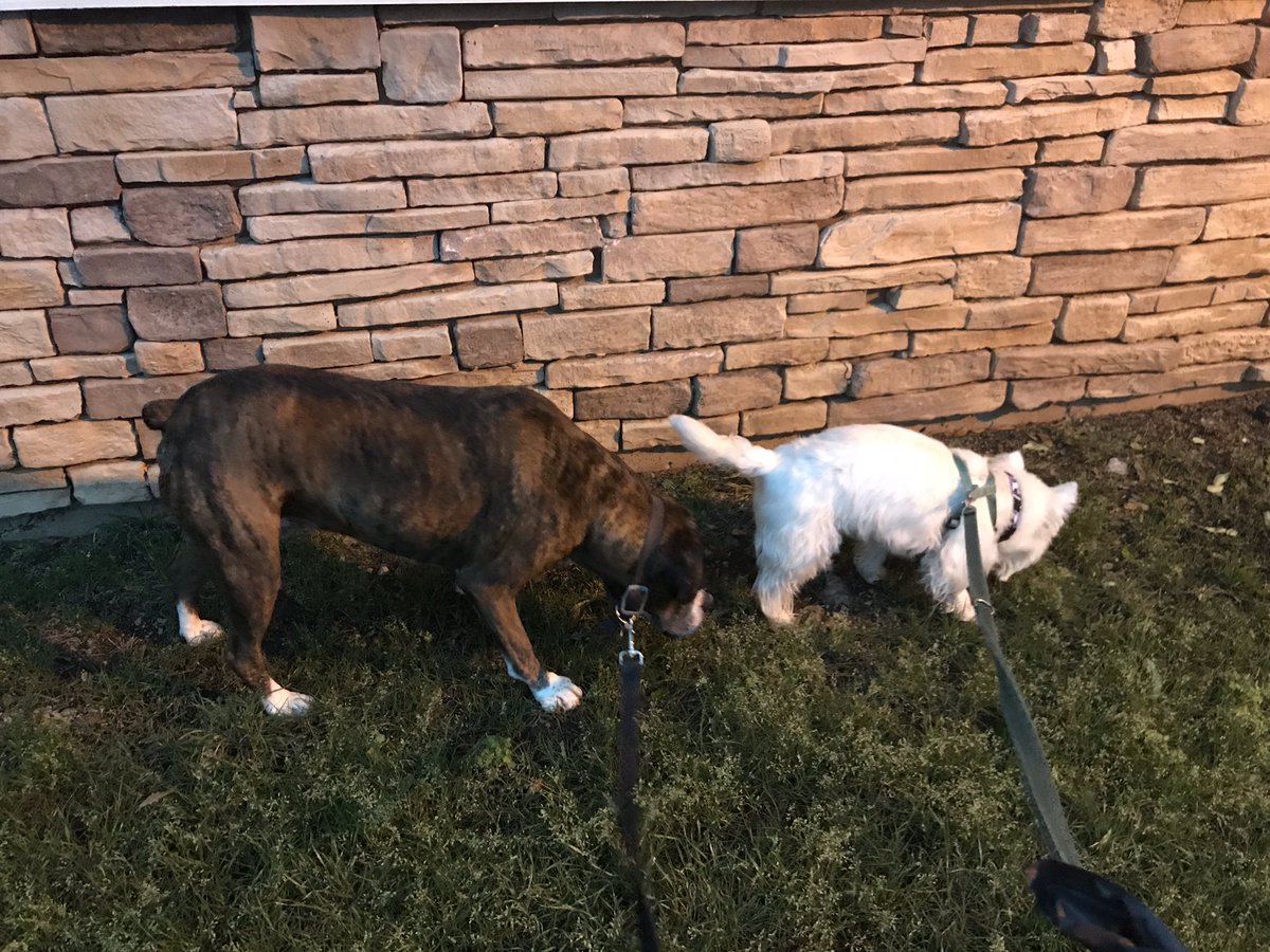 EnzoWestie's tweet photo. My buddy Quinn and me on early pawtrol. #lifeinaustin #westiesoftwitter #dogtwitter #atx #goodmorning #boxer #westielife https://t.co/RRYSufxroK