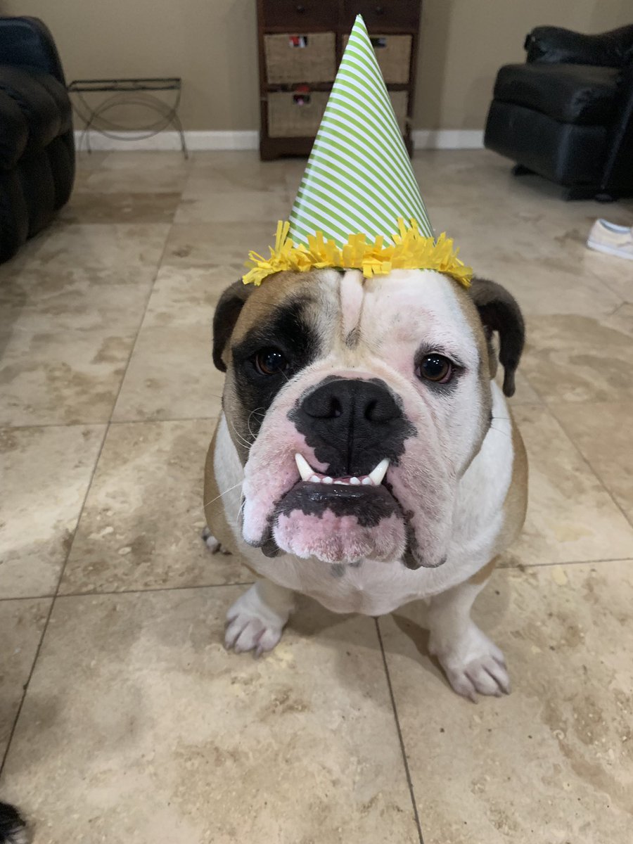 samantha_vel23's tweet photo. Stop what you’re doing and tell duke happy 1st birthday https://t.co/v6WvSJPQkM