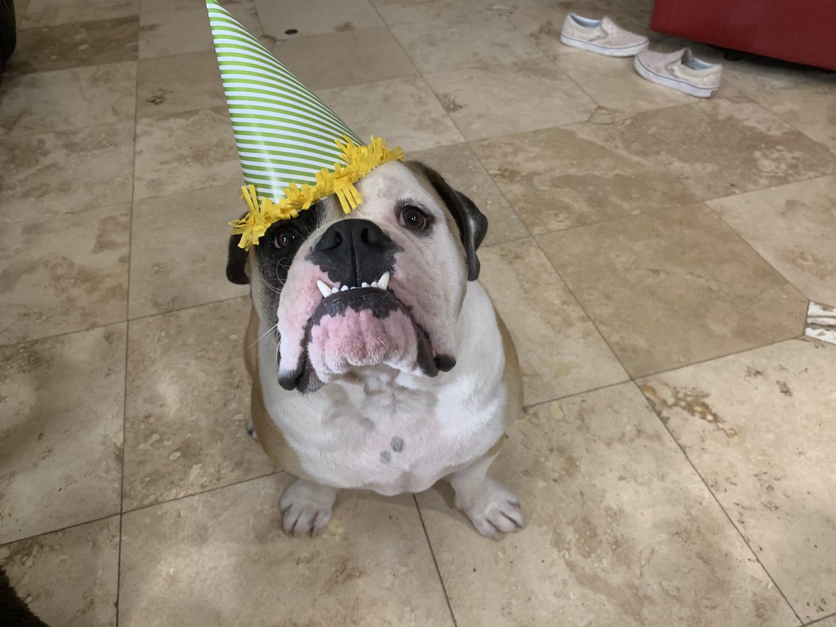 samantha_vel23's tweet photo. Stop what you’re doing and tell duke happy 1st birthday https://t.co/v6WvSJPQkM