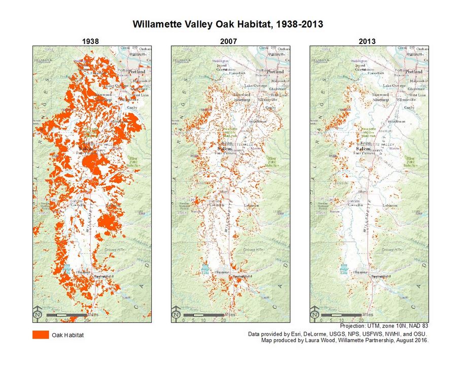 MyODFW's tweet image. Good morning! It&apos;s #MigrationWeek. Today we&apos;re talking about how habitat loss and climate change are impacting migration. 

Lewis&apos;s Woodpeckers used to breed in the Willamette Valley, but loss of White-oak habitat over the last 80 years has significantly lowered their numbers.