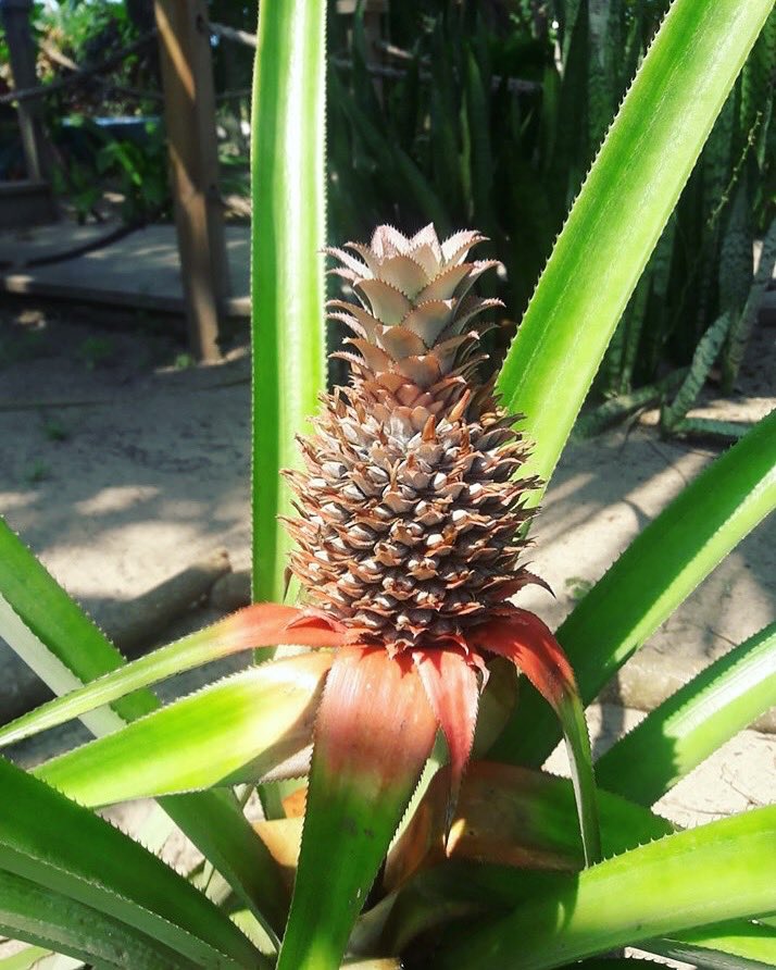 PVHonduras's tweet photo. Our very first pineapple on property - these little guys are hard to grow but this one just popped up 🍍🍍

#caribbean #realestate #honduras #roatan #laceiba https://t.co/OhmhZBUFGQ