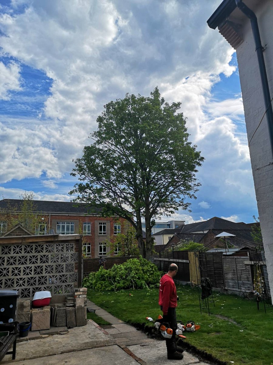 PrimaryTreeSurg's tweet photo. #crownlift #crownthin #crownreduce #treesurgery #treesurgeons #workoutdoors #teamwork https://t.co/2bR1QKRKTy