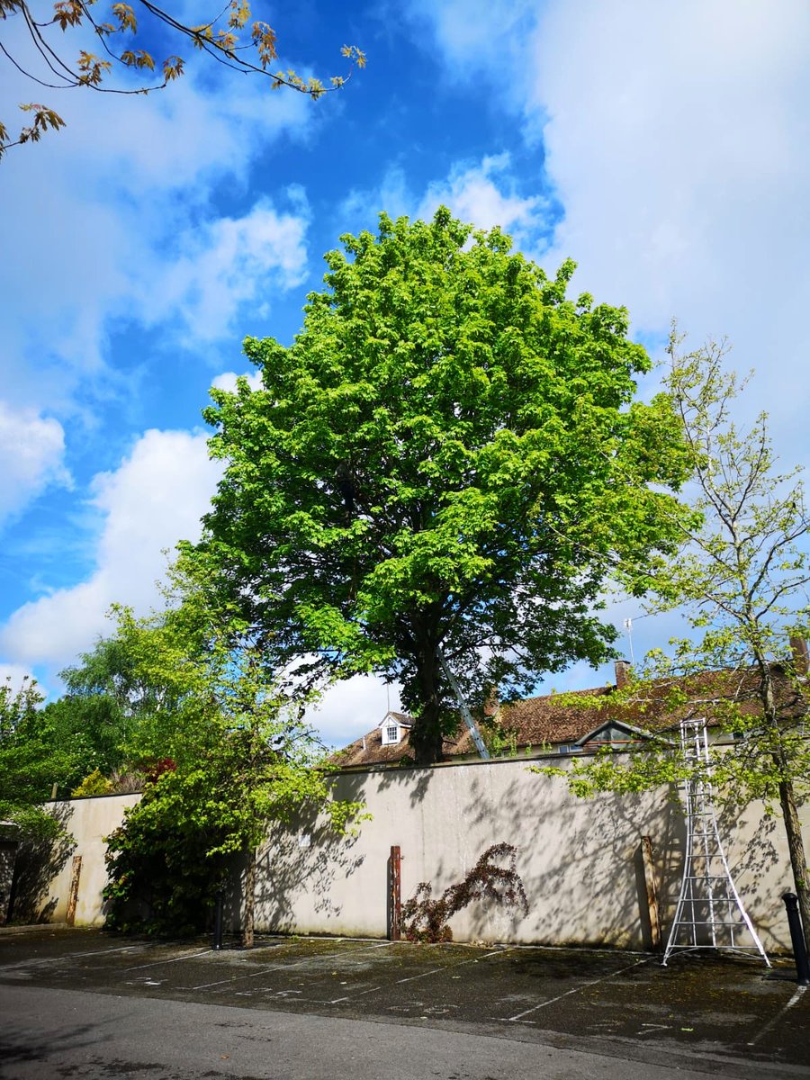 PrimaryTreeSurg's tweet photo. #crownlift #crownthin #crownreduce #treesurgery #treesurgeons #workoutdoors #teamwork https://t.co/2bR1QKRKTy