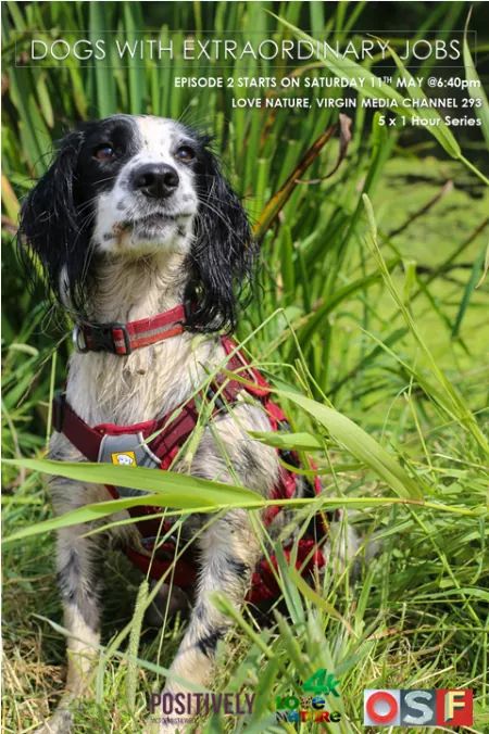 Tune in if you can to see Water Vole Detection Dog Lola in action!