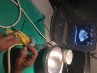 vetsananton's tweet photo. Esta es Lola , una agaporni con una  cardiopatia que provoca una acumulación de  liquido en abdomen.
Las imágenes son del procedimiento de extracción eco guiado y bajo anestesia inhalatoria. 
Con tratamiento y revisiones tendrá una buena calidad de vida.@ArcadeNoeSevill https://t.co/KW2UZgRf0R