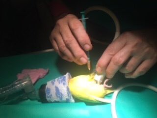 vetsananton's tweet photo. Esta es Lola , una agaporni con una  cardiopatia que provoca una acumulación de  liquido en abdomen.
Las imágenes son del procedimiento de extracción eco guiado y bajo anestesia inhalatoria. 
Con tratamiento y revisiones tendrá una buena calidad de vida.@ArcadeNoeSevill https://t.co/KW2UZgRf0R