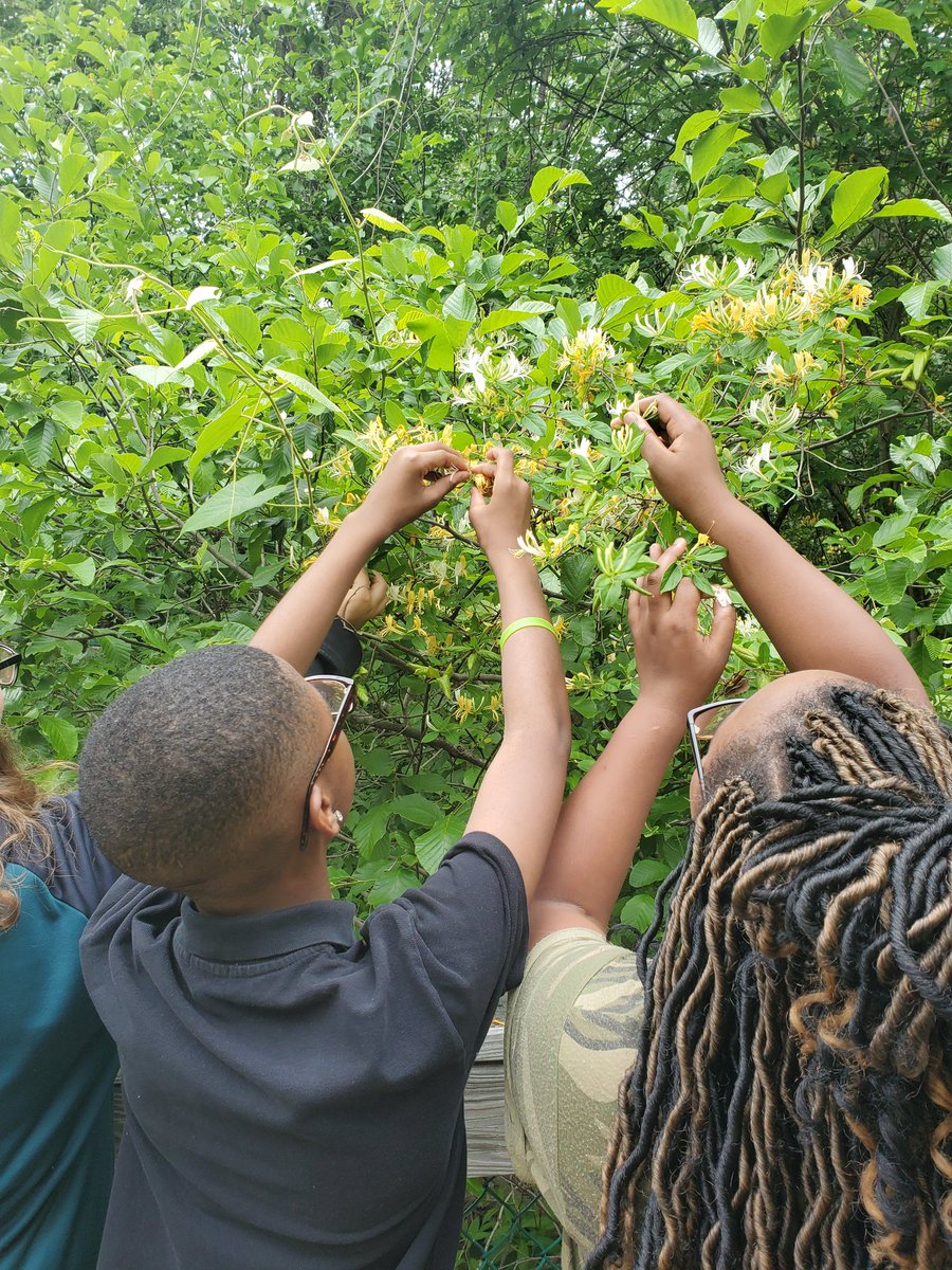 GraceSanns's tweet photo. Trying honeysuckle's for the first time at the Virginia Living Museum! https://t.co/wObv6kclGe