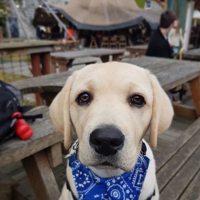 DogFuriendly's tweet image. Weekends were made for sugar and spice and BIG pizza slice.⁣
🍕⁣
Our adorable Explorer @hugo_labrador has been sniffing out all the slices at the Pizza Tipi in Cardigan, West Wales.⁣
😍⁣
This place is open air with a giant tipi in the middle and st… bit.ly/2PWc44Z