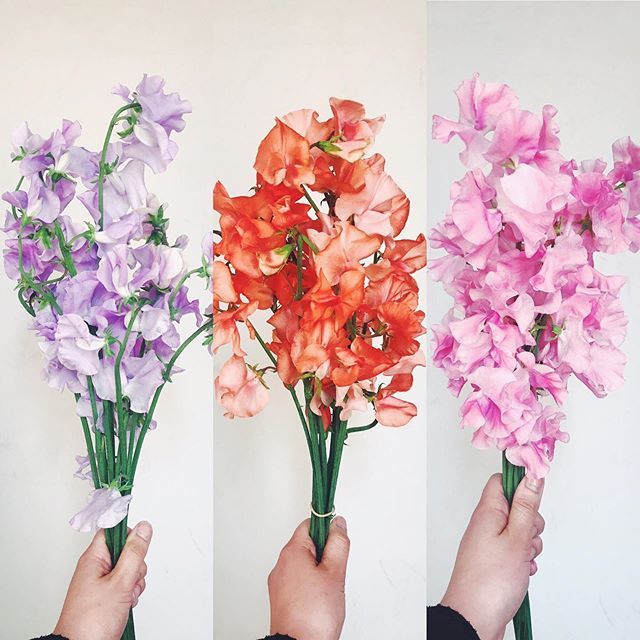 GardeniaLondon's tweet photo. We have locally sourced English Sweet Peas in Wimbledon today! 👌🏻
•
#gardeniaoflondon #wimbledonvillage #wandsworthcommon #teddington #floristry #flowersofinstagram #flowers #florists #picoftheday #london #forprettysake #londonflorist #pretty #flowerspiration #flowerpower #i… https://t.co/UeyhiN8zzb