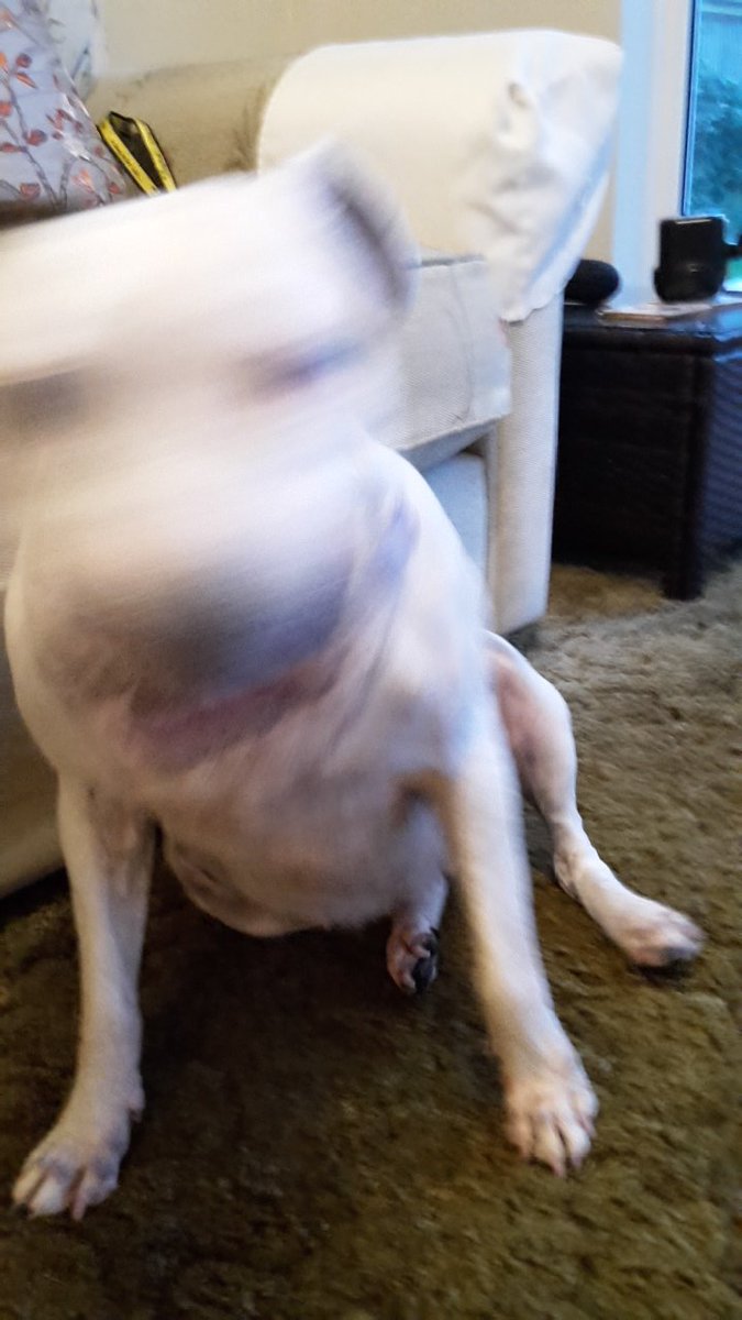 Penny_theDog1's tweet photo. Human let me decide what I was going to have for dins... #mindblown #dins #hungry #HungerStrikes #foodies #dogsoftwitter #dogslife #dogs #RescueDogsRock #DecisionsDecisons #toughchoices #funnyanimals @lilyskitchen @DogsTrust https://t.co/xLUpflsUIt