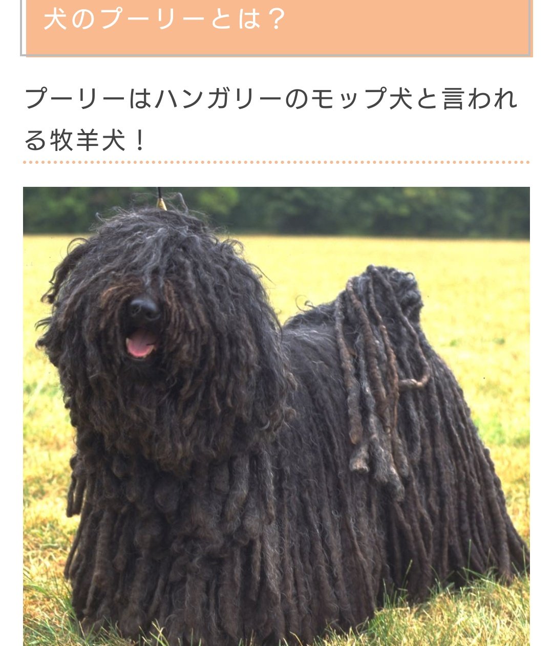 大豆 あとパッと見は普通なので言及はしてないですが 山岳犬などのような元々山を登っていた犬 は指が6本ある子がわりといます 先祖返りで指が多い子から それが普通の犬種もいる 奇形じゃないんですよ ちなみに 子犬の時に切除されたりする子もいます