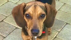 BeagleRescue's tweet photo. Ready to find your furever love? Check out these adoptable pups! Meet Shiloh, Karma, Daniel, &amp; Barkley. https://t.co/UDrcL3dA8e https://t.co/WCHT3TupWd