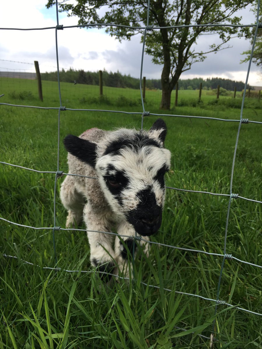 CLHSDofE's tweet photo. It’s like a trip to the farm! #horsingaround #clhsdofe https://t.co/xo2yWguGEf