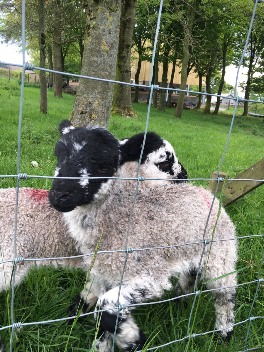 CLHSDofE's tweet photo. It’s like a trip to the farm! #horsingaround #clhsdofe https://t.co/xo2yWguGEf