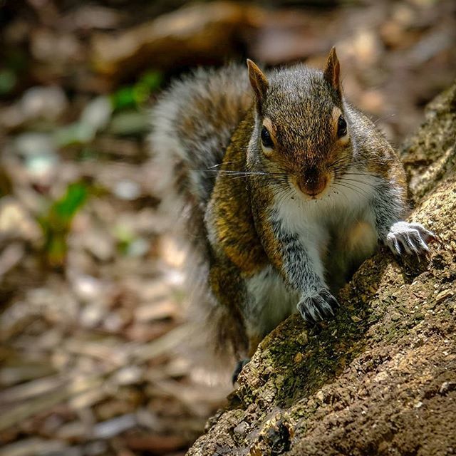 JohnBeardon's tweet photo. I will admit to not being a fan of Grey Squirrels. However, when they are cheekily friendly, they are quite cute. Note to the ones in my garden; that statement does not include you!
#Cornwall #cornishpics #photosofbritain #cornishviews #cornishwalks #te… https://t.co/LK4aa8VnER https://t.co/I0hWJxJQgu