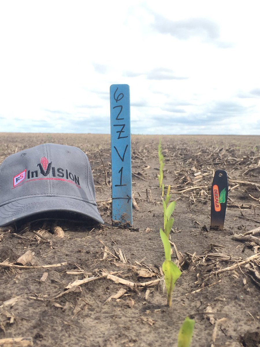seedman78's tweet photo. Update on our 4/23/19 planted standard corn trial in Adams county. @PrairielandFS @AdamHenninger https://t.co/IFaFVGnIoO