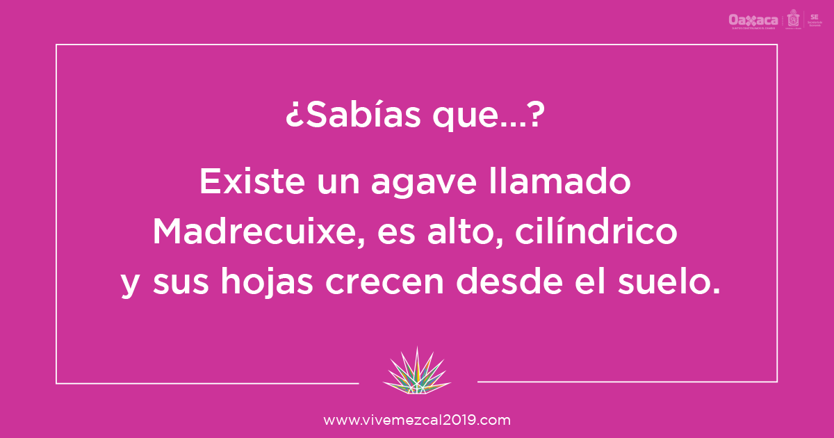 _MundoMezcal's tweet photo. De este agave proviene el mezcal llamado del mismo nombre, Madrecuixe, el cual tiene un sabor y aroma a tierra.
#ViveMezcal #MezcalEsOaxaca #Mezcal #ViveTradicion #ViveCultura #DíaDeLaMadre https://t.co/HK7o8eI5uI