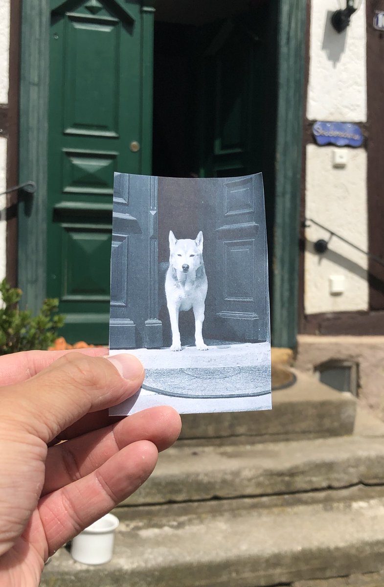 Trauerspruch Fur Hunde