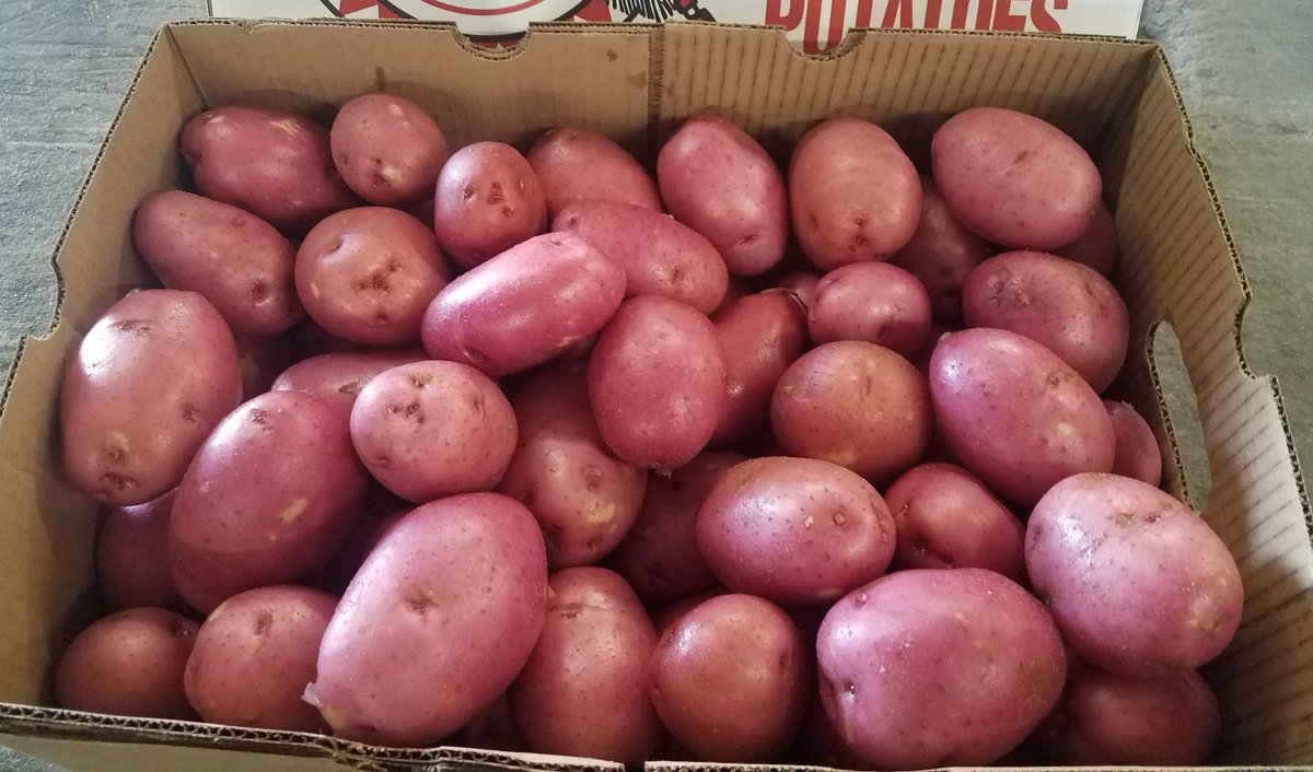 SnoboyProduce's tweet photo. New crop California red and yellow potatoes ready to load in Bakersfield. Contact our Fresno branch today! #since1925 #freshnessguaranteed #snoboyproduce #newcropcoloredpotatoes #redpotatoes #yellowpotatoes #Bakersfield https://t.co/FJpL49e4Gw