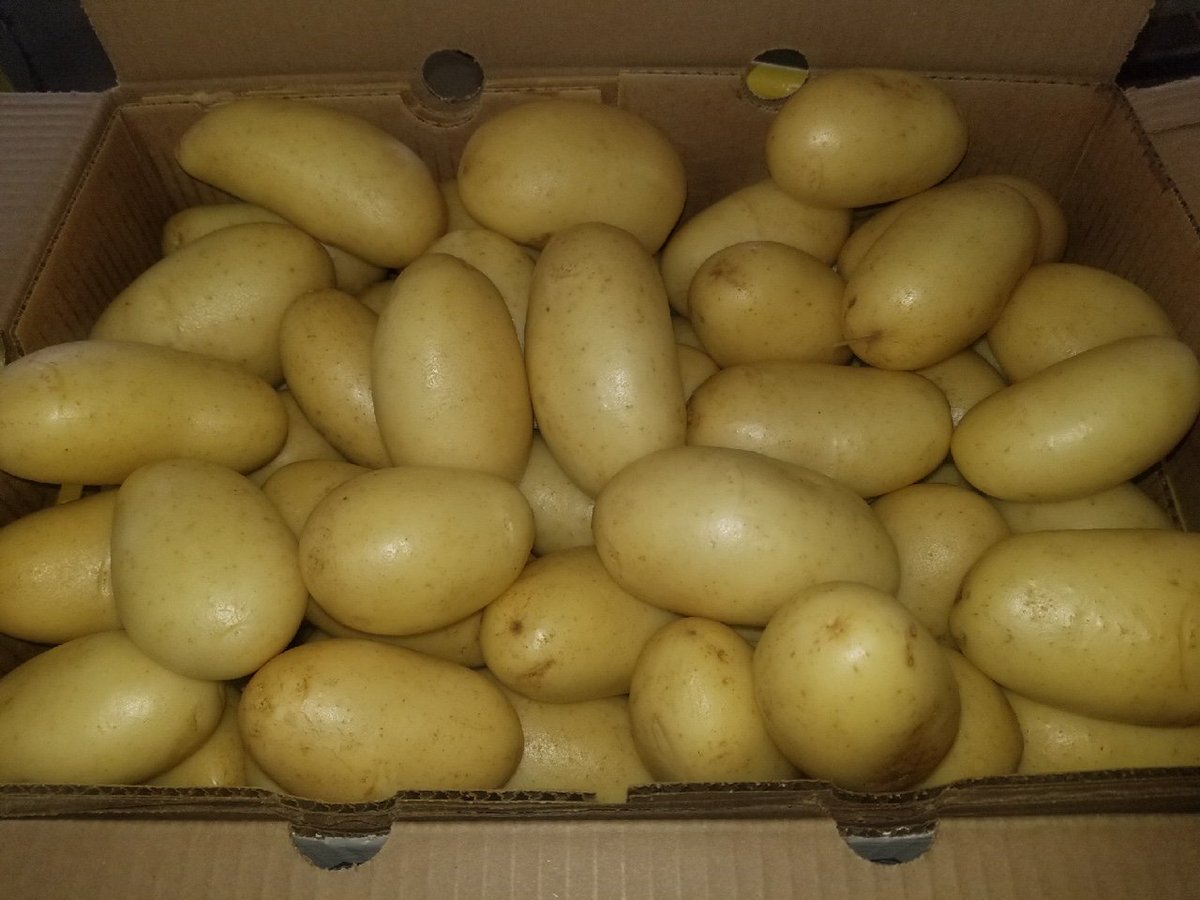 SnoboyProduce's tweet photo. New crop California red and yellow potatoes ready to load in Bakersfield. Contact our Fresno branch today! #since1925 #freshnessguaranteed #snoboyproduce #newcropcoloredpotatoes #redpotatoes #yellowpotatoes #Bakersfield https://t.co/FJpL49e4Gw