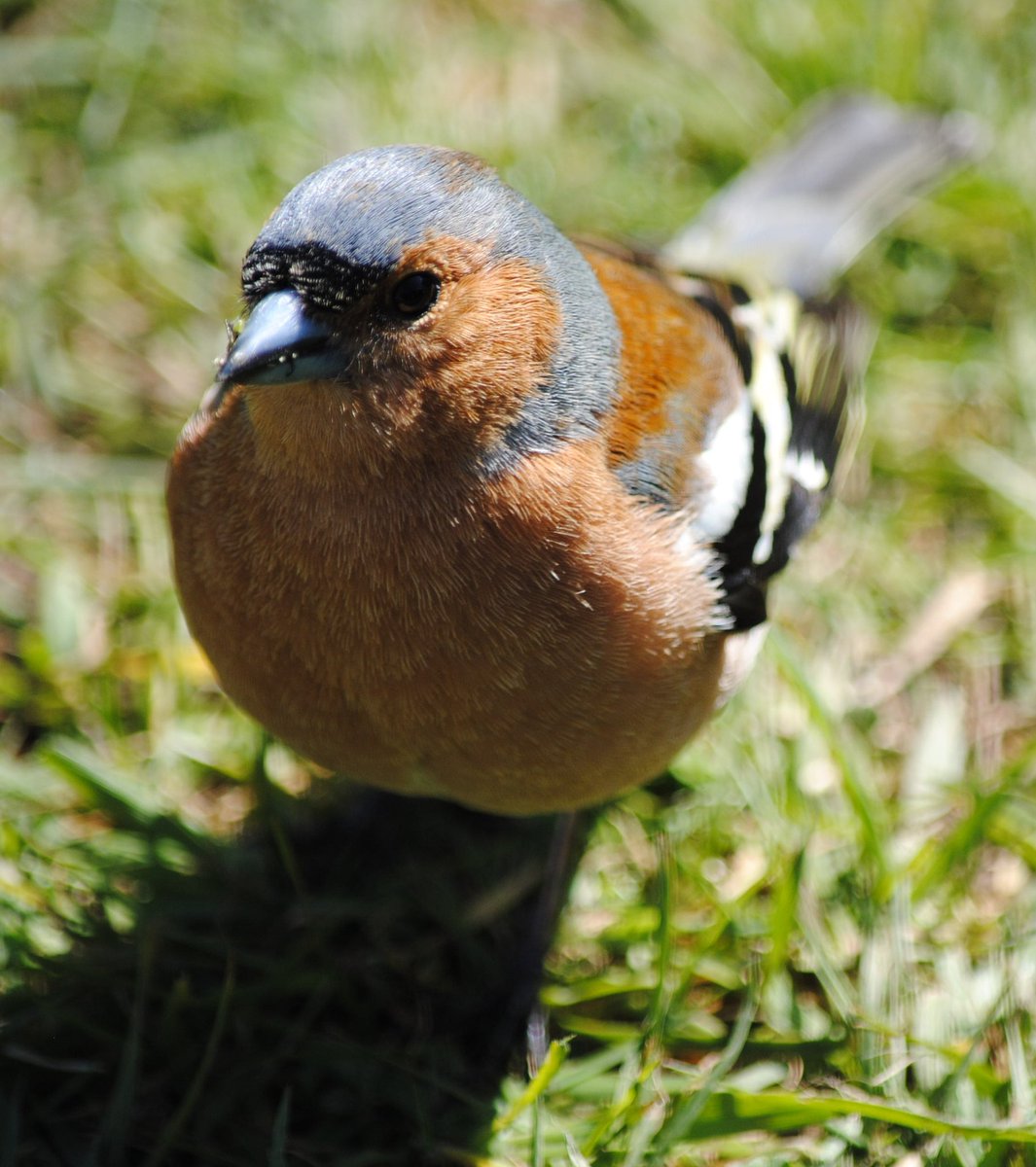 MikeMikwd's tweet photo. What about me?
#cheeky #chaffy #photography #photooftheday #nature #Springwatch #birding #birdphotography https://t.co/37YumQmGJh