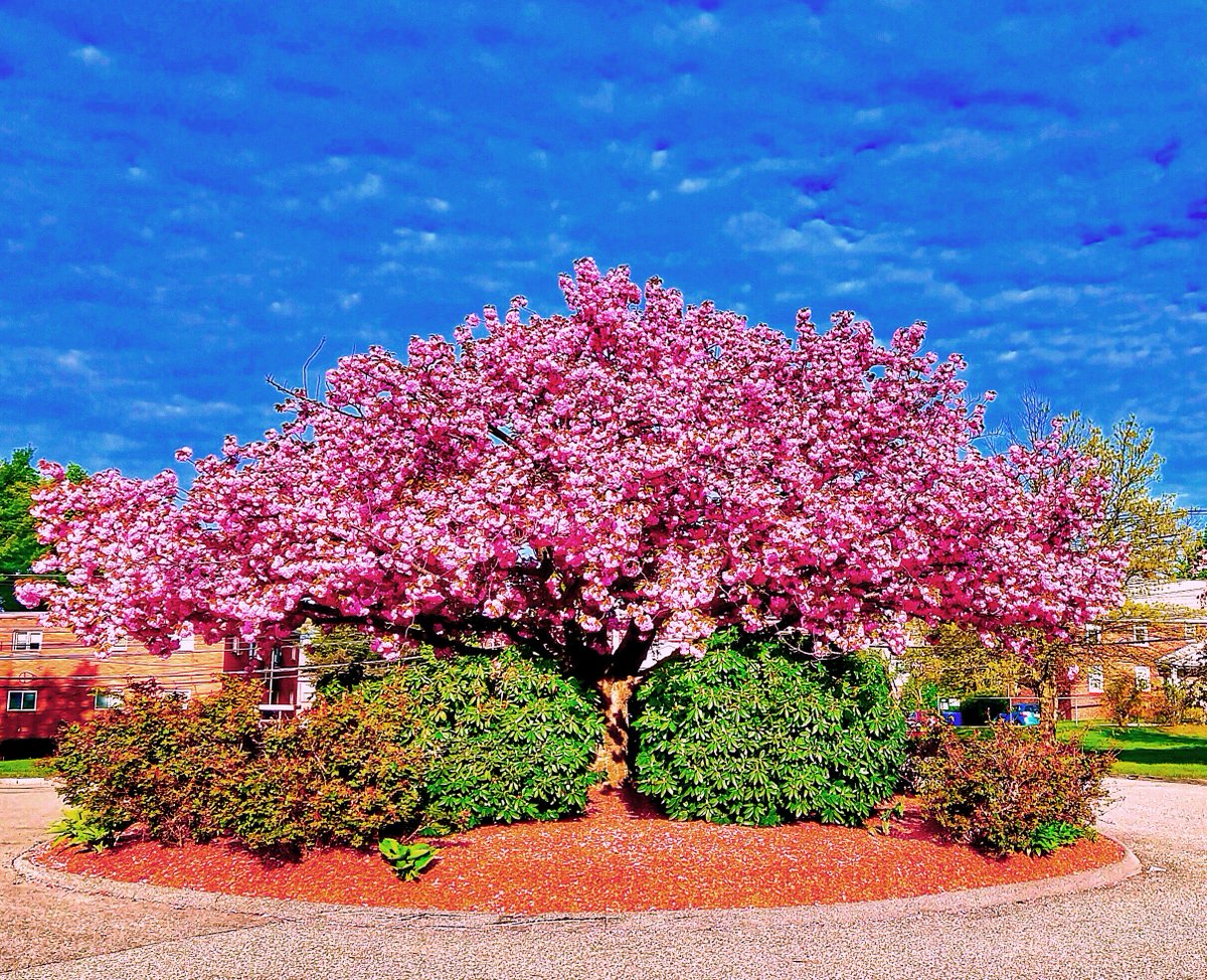 maristhill's tweet photo. All the rain brought about a beautiful blooming cherry tree. I guess April… into May showers bring vibrant flowers. 

#grateful #brightside #rainyday #maristhill #nursinghome #cherryblossomtree https://t.co/dXkAC1ARNH
