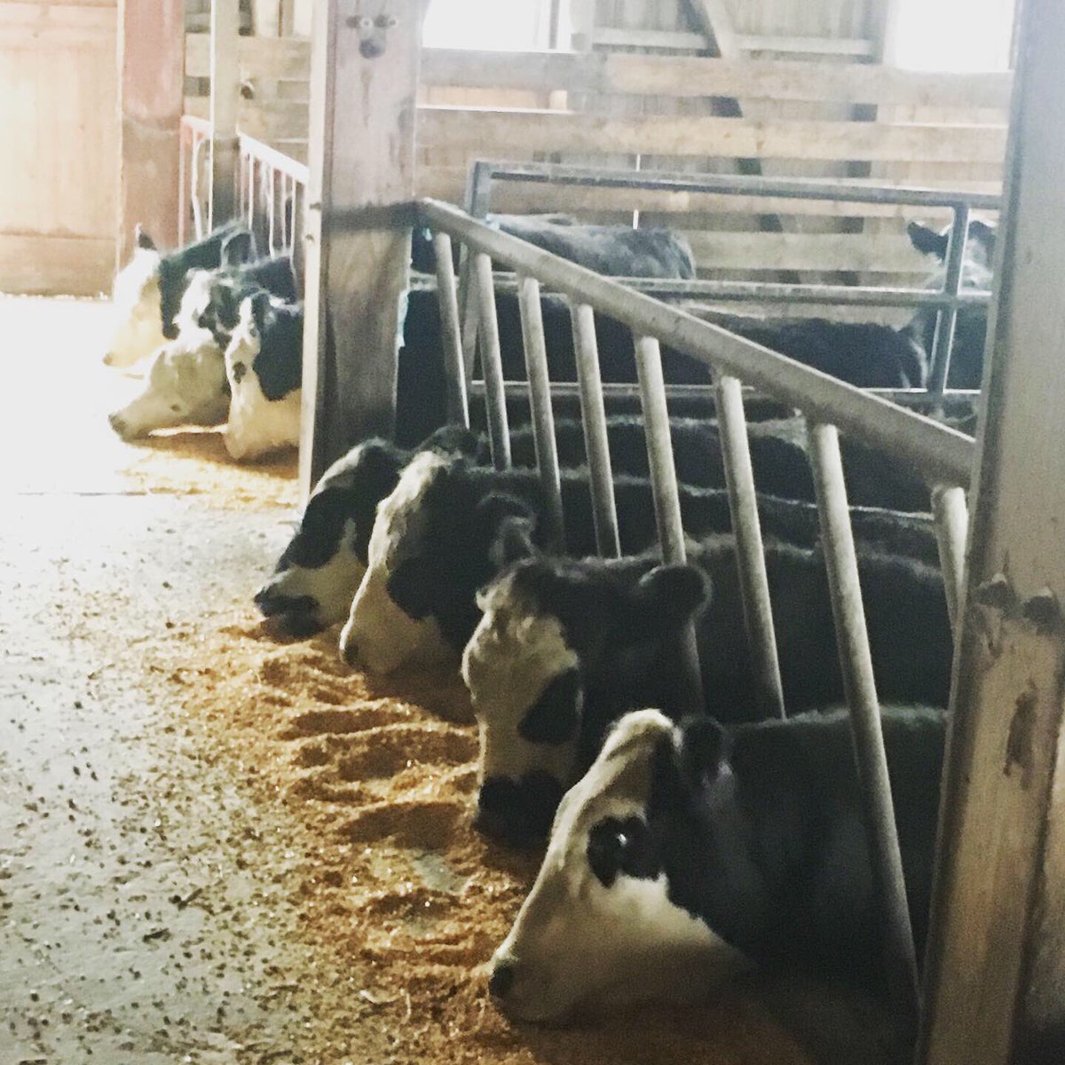 HerdPro's tweet photo. HerdPro Feeder Panels. Made to fit your needs. #cattlefeeders #herdpro #cattlepanels #cattle #cows https://t.co/p0RDnrDuwE