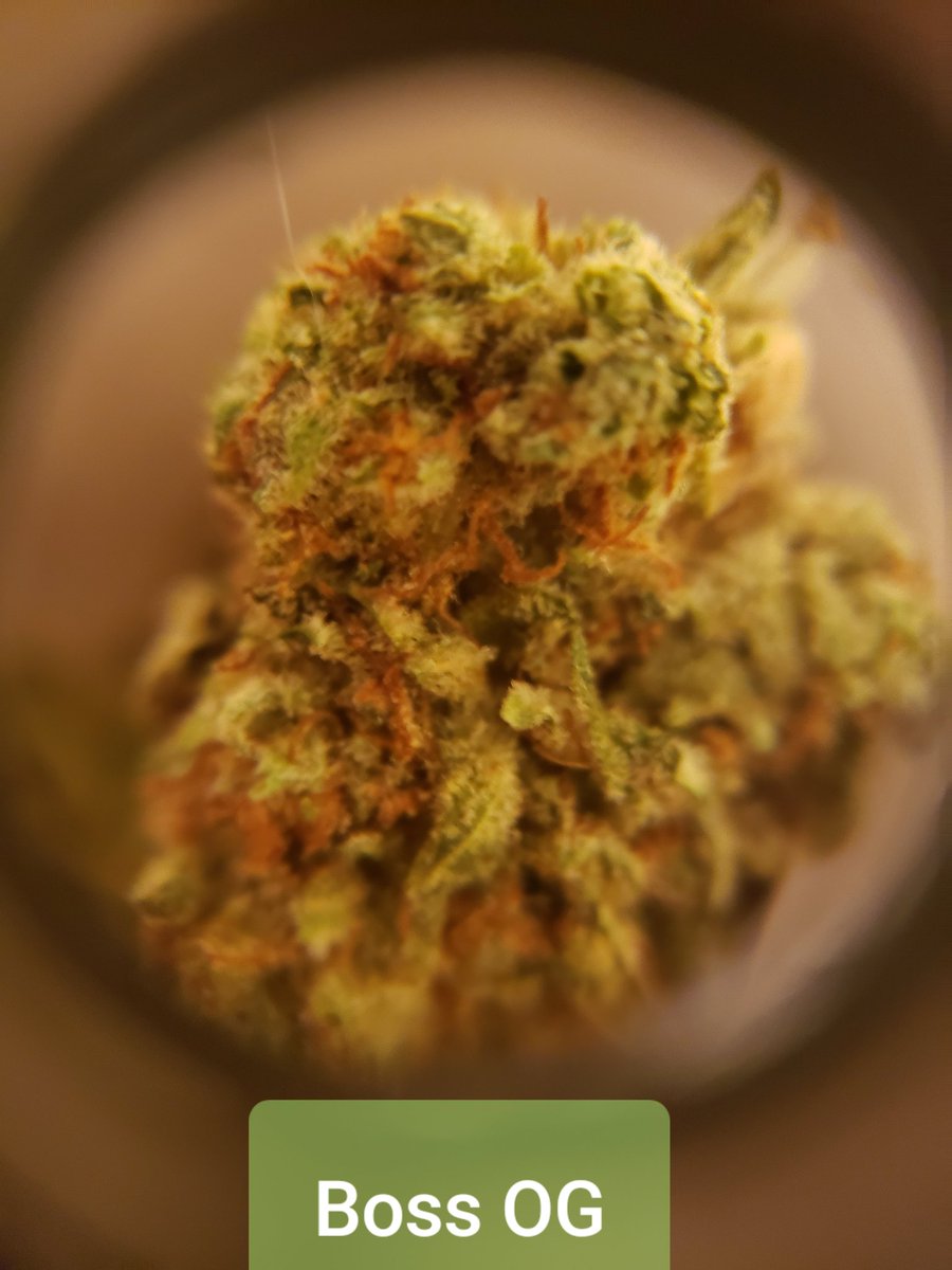 DrJenn_MedClub's tweet photo. #strain #FridayFeeling #FridayThoughts #medicalmarijuana #florida @GrowHealthyFL https://t.co/nopykeknc6