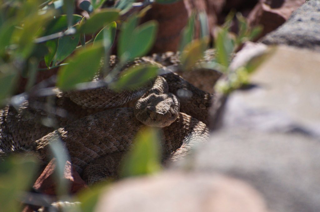 tonto_nps's tweet image. As temperatures heat up, remember to #HikeSmart! 

Always bring lots of water, sun protection, and appropriate clothing for your #hike to the Lower Cliff Dwelling. Keep your eyes and ears open for resident reptiles along the trail. (NPS photo/M.Stewart) 

#FindYourPark #NDPTC