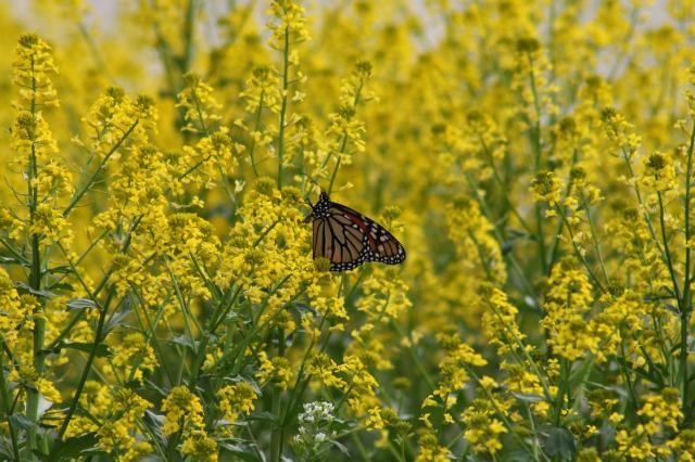 Overlapping Generations. First flush of new monarchs and monarchs with faded wings. Read more: bit.ly/307ZvIy