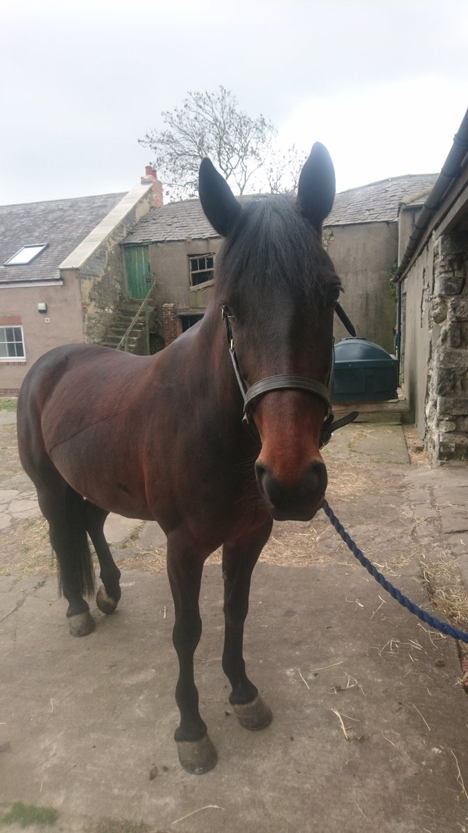 JimJamJenJen's tweet photo. Love this one so much.Rode my first solo road ride in traffic today she didn't put a foot wrong #ilovemyhorse #alwayswearhiviz #goodgirl https://t.co/6iL2QnscUT