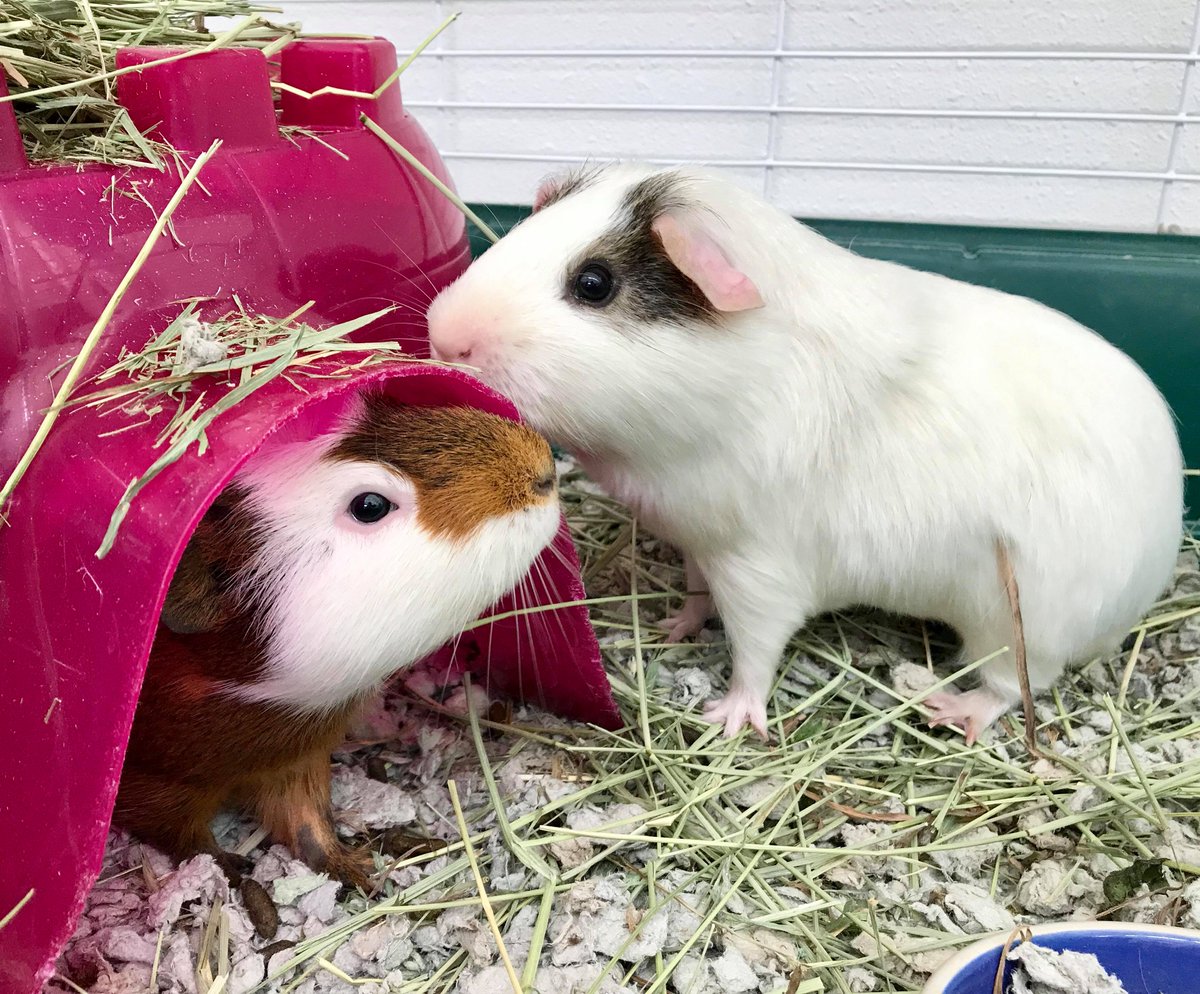 Looking for some guinea pig love? We've got some sweet little piggies available at both our #Healdsburg and #SantaRosa locations! Find out more: humanesocietysoco.org/adopt/small-co… #adoptdontshop